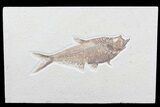 Excellent, Diplomystus Fossil Fish - Wyoming #77798-1